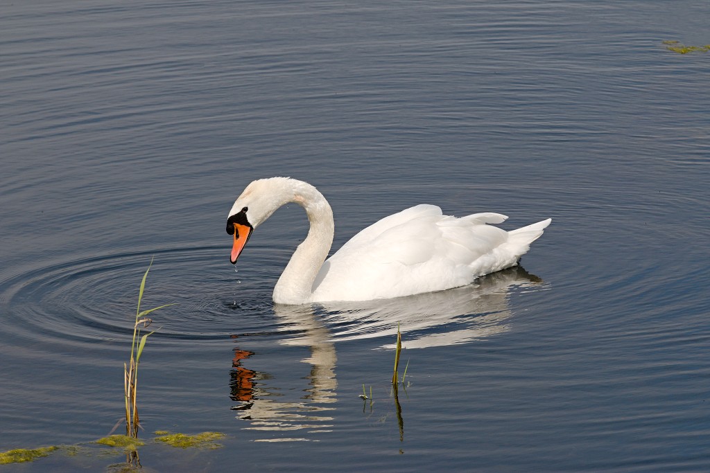 vogels vogel hdr fauna natuur aves zang vliegen vrij